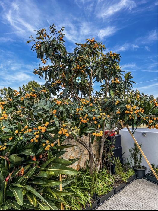 Vendo Nespereira com 2 Anos