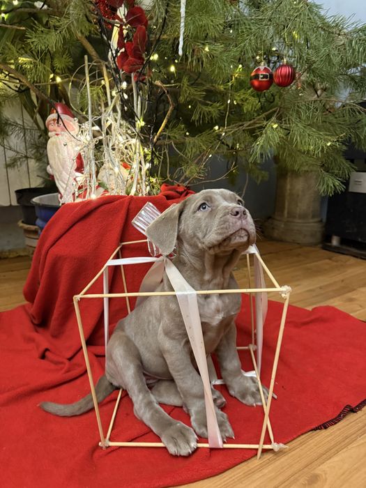 Мастино неаполітано дівчина колір ізабелла