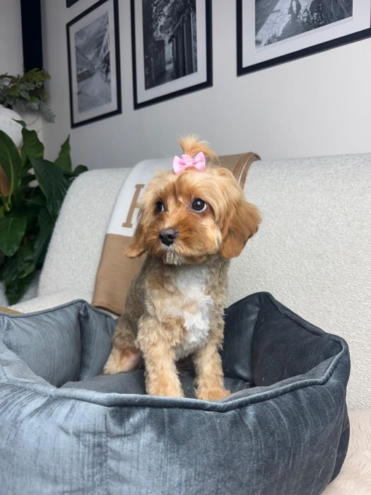 cavapoo sunia gotowa do odbioru