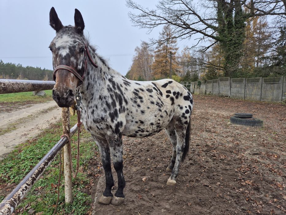 Klacz tarantowata z źróbką