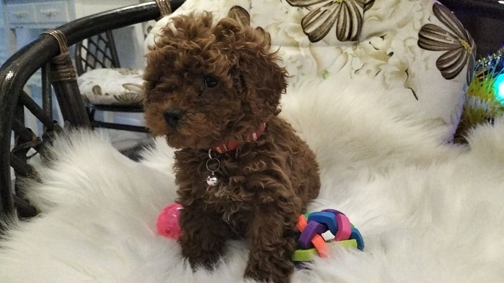 Пудель із питомника BEST DOGS OF