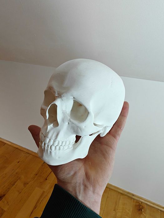 Czaszka Człowieka 3D Anatomicznie realistyczny model