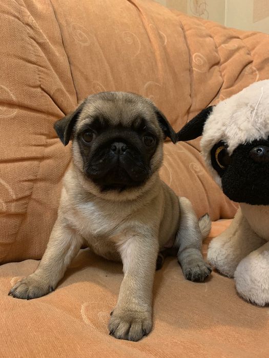 Бомбезні мопсики