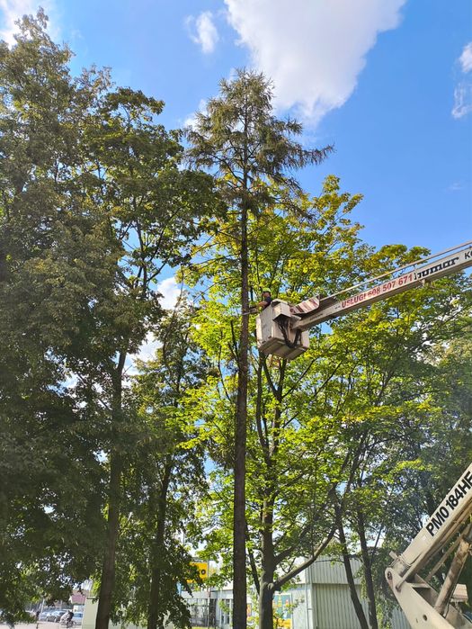 Wycinka Przycinka drzew redukcja korony podnosnik koszowy