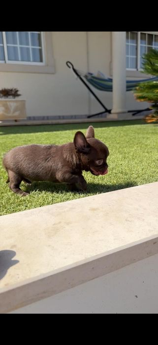 Chihuahua macho..