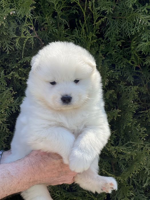 Samoyed szczenię malutkie