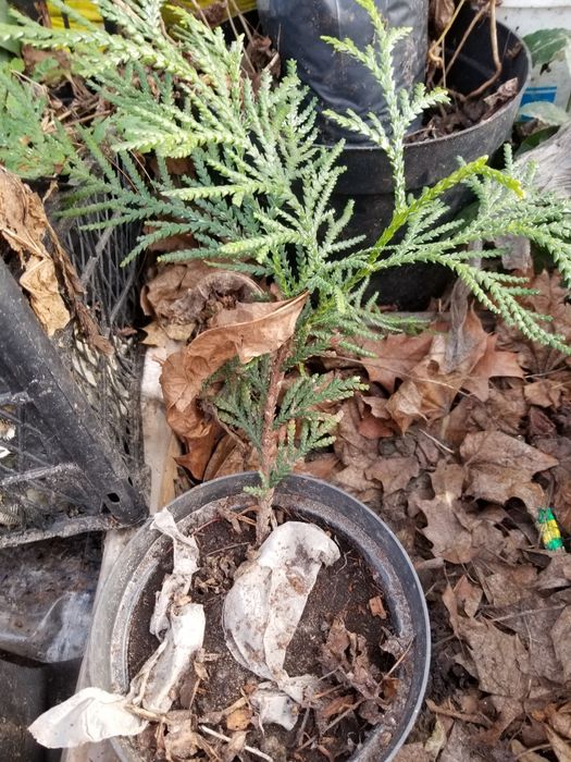 Туевик долотовидный