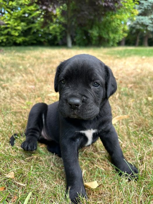 Cane Corso Italiano piesek