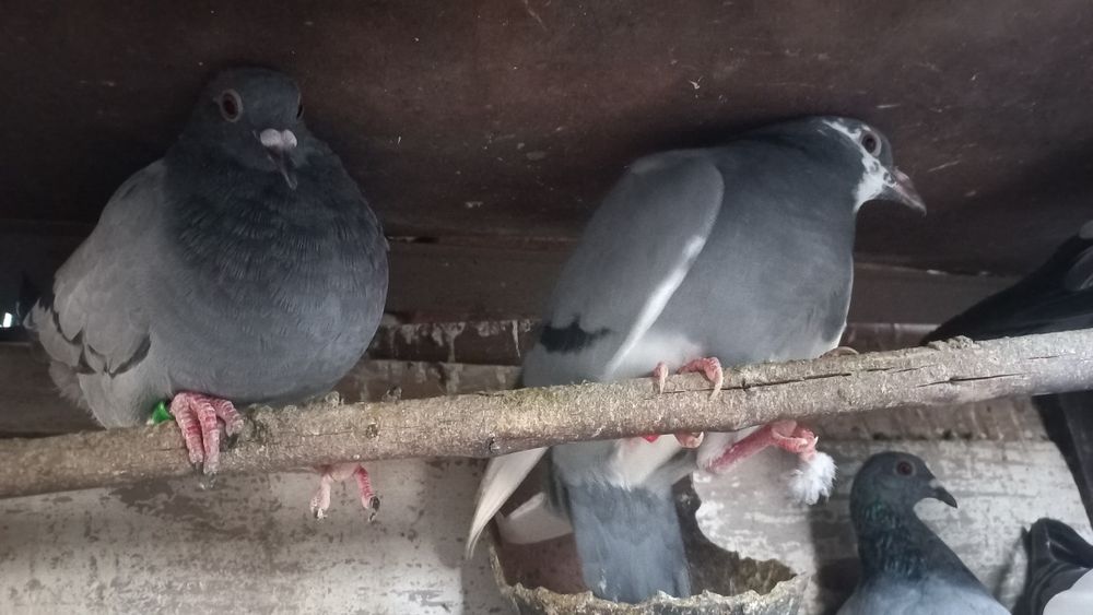 Vendo pombos de varias raças