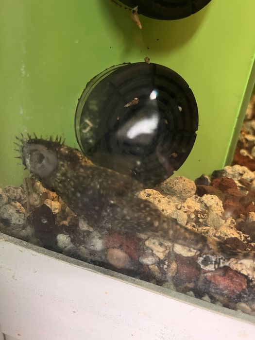 1ciclideos + 1 acistros