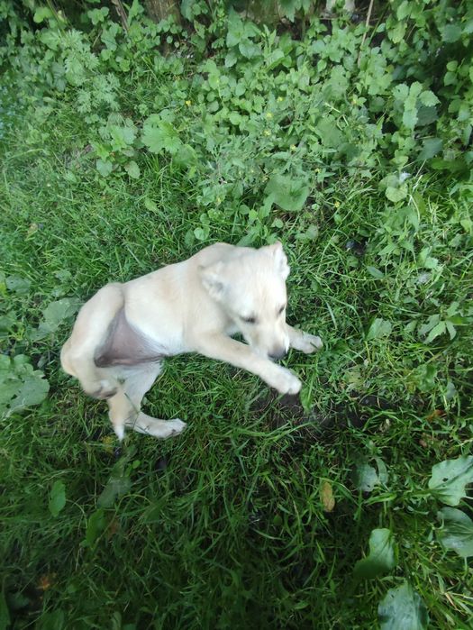 Віддам цуценят в добрі руки