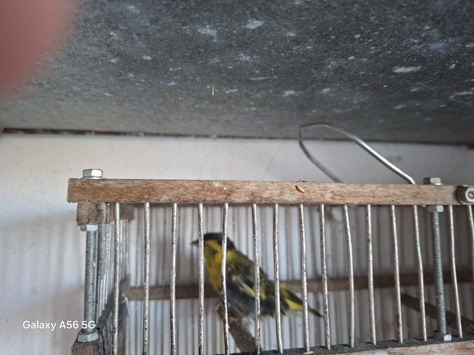 Aves silvestres muito mansinhas