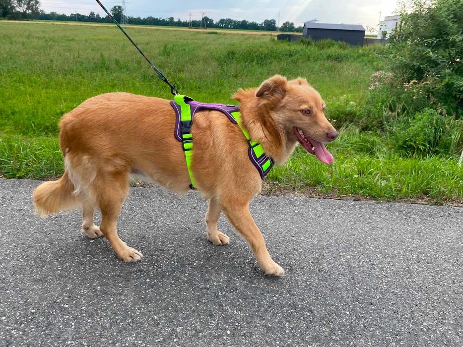 AMBER cudna, nieśmiała suczka szuka swojego domu adopcja