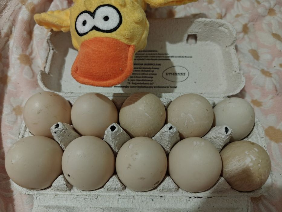 Jajka kacze świeże