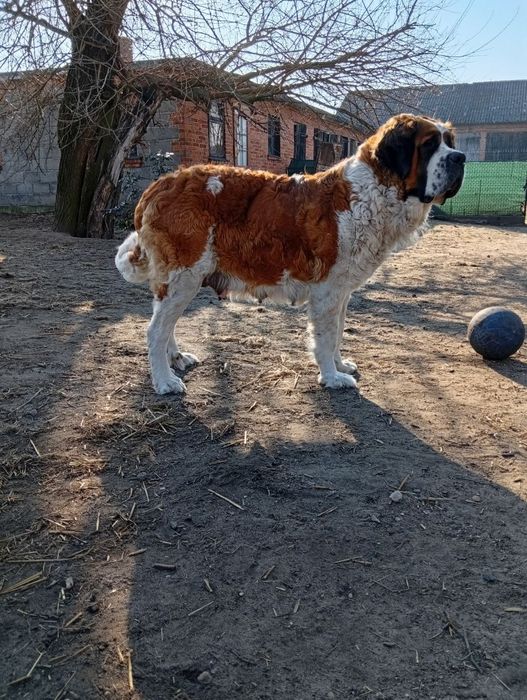 Szczeniak Bernardyna