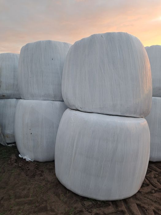 Bele sianokiszonki 130cm