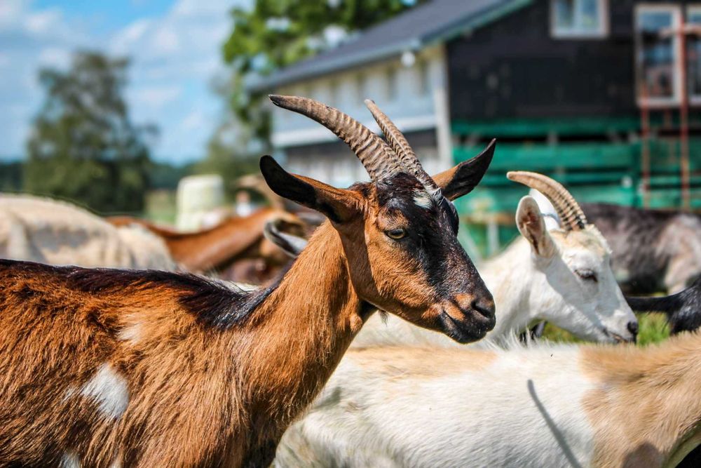 STADO kóz na sprzedaż
