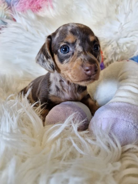 **POPPY**sunia jamnik miniaturowy choco merle krótkowłosa zarezerwowana