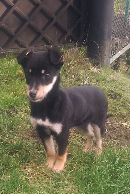 Красуня шукає домівку!