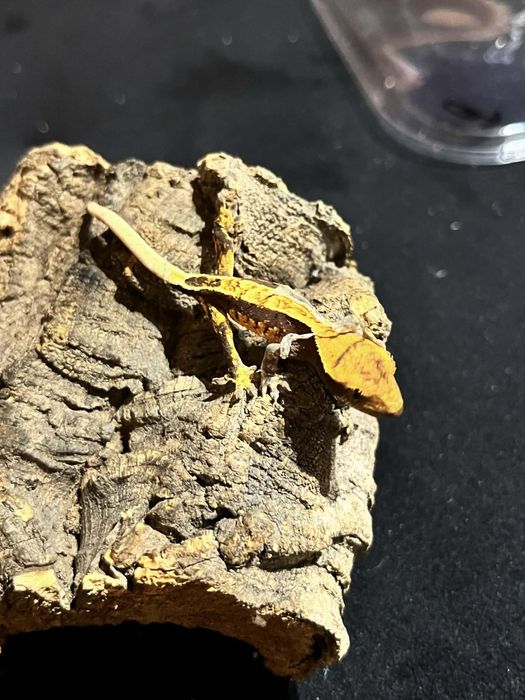 Gekon orzęsiony – 8 młodych z jednego miotu