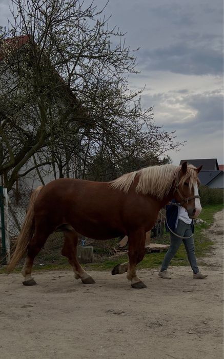 Ogierek w typie Sztumskim