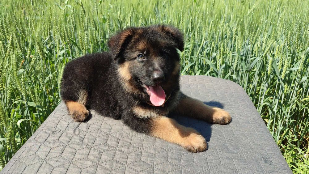 Цуценята німецької вівчарки