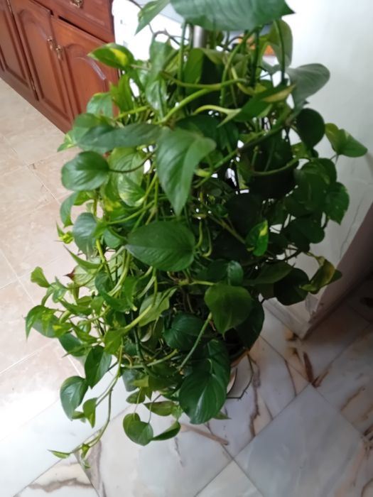 Planta jiboia com vaso