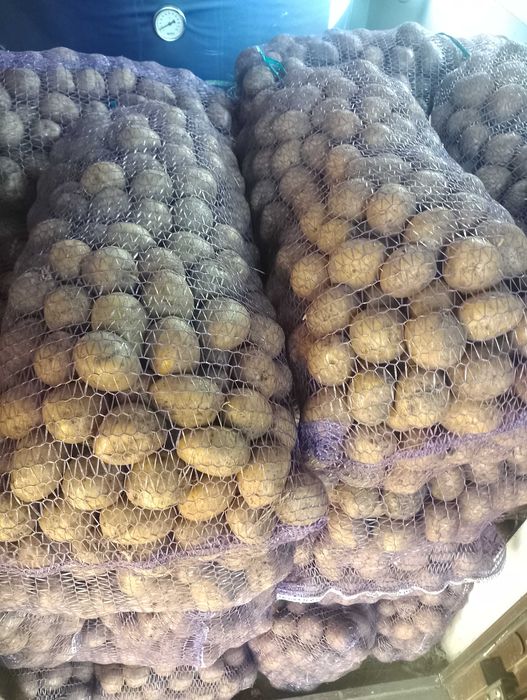 Продам насінневу картоплю. Сорт Гала,,Всі питання через телефон.