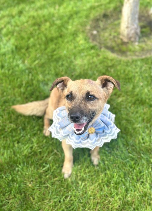 Песик в добрі ручки (хлопчик)