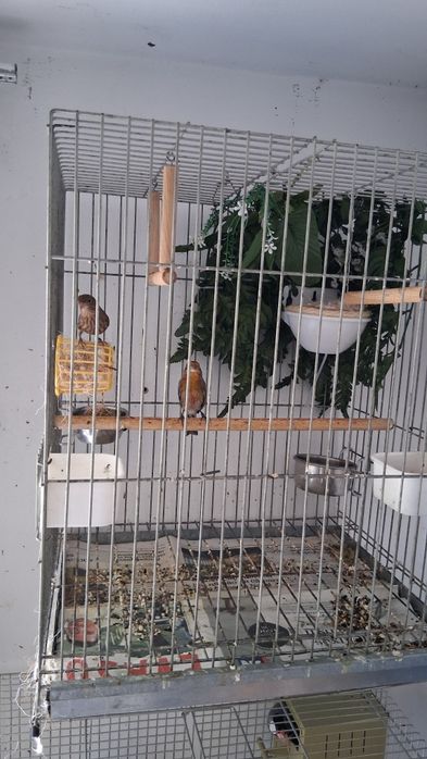 Casal de carpudacos mexecanos.