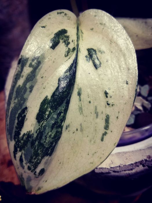 Scindapsus Mayari Marble Variegata NoID UNIKAT monstera philodendron