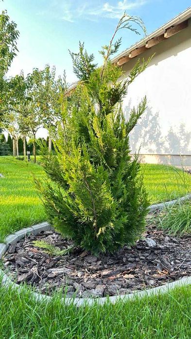 Tuja Żywopłot Cyprysy 'Ivone' - Idealne do Twojego Ogrodu! 100cm