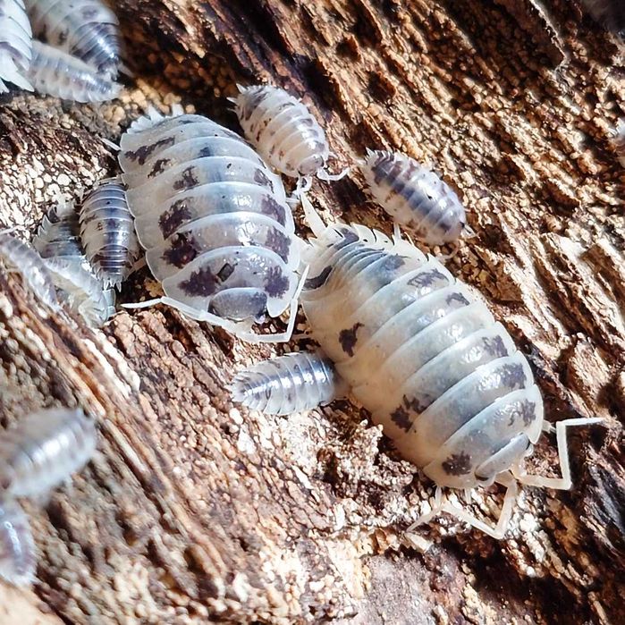 Porcellio laevis "Dairy Cow", isopody, 10 szt.