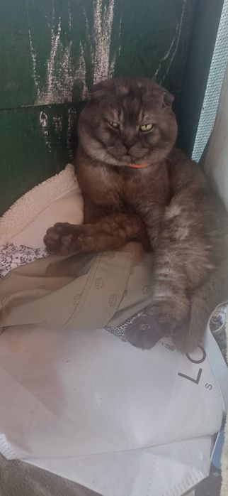 Шикарный кот Скоттиш фолд черный дым вязка!