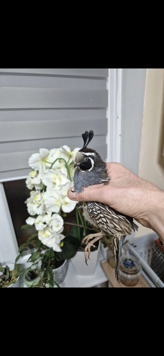 Przepiór Kalifornijski