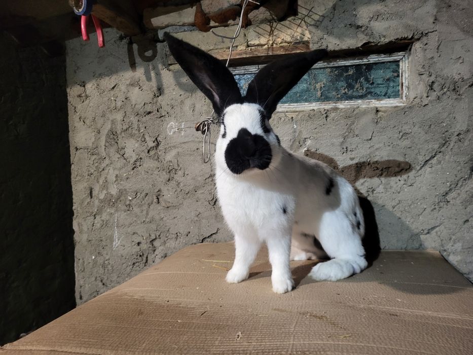 Продам  кролики Нимецкий Строкач