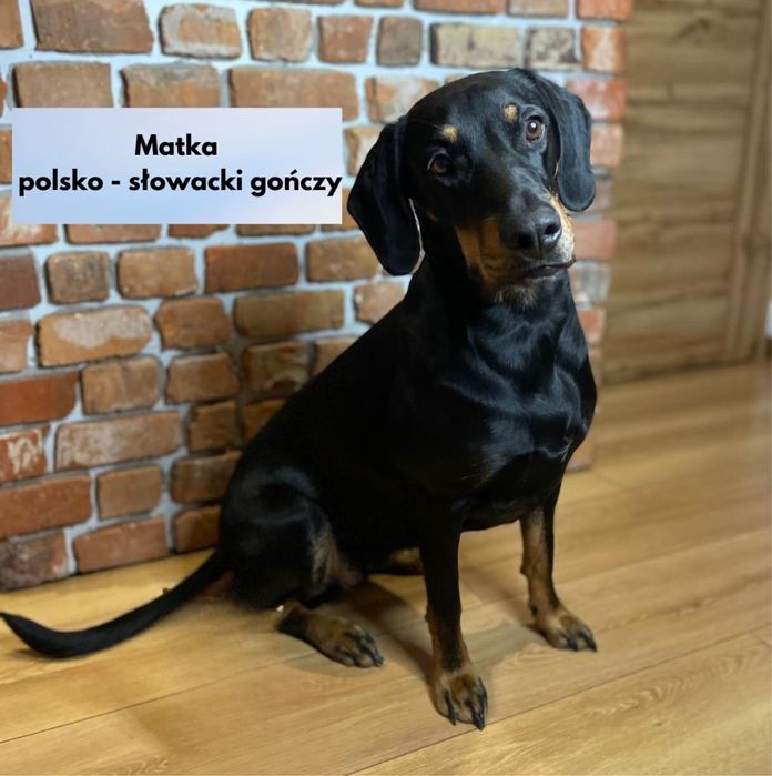 Oddam szczeniaki w dobre ręce