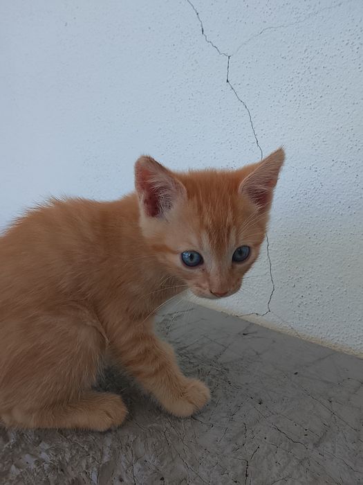Gatinhos laranja para adoção