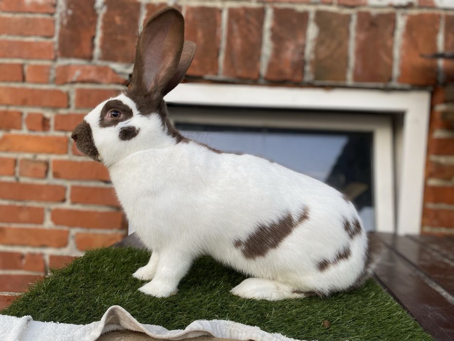 Samiec olbrzym srokacz hawana