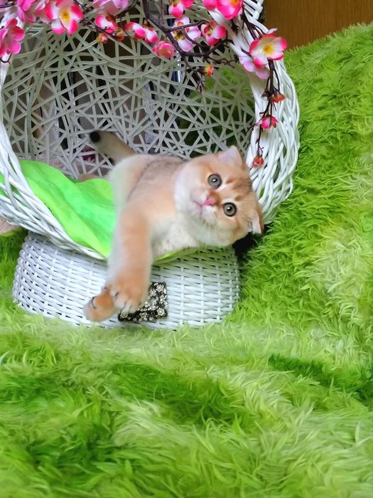 Дасковые и ручные котята. Золотая шиншилла,  тикированные.