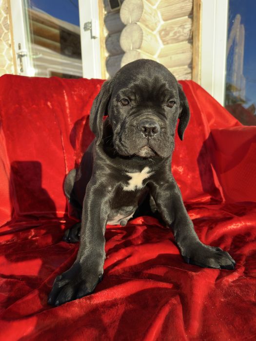 Чорний принц 2м Кане-Корсо