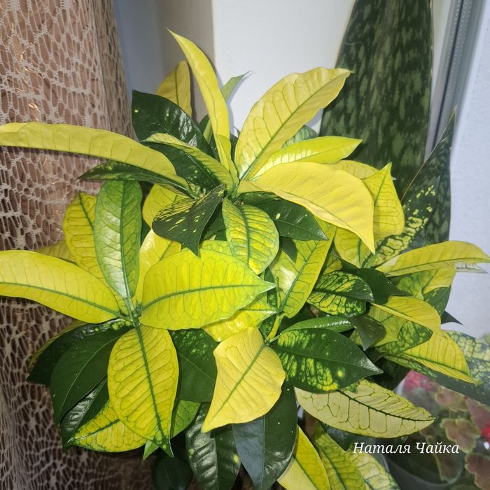 Кротон Айстон жовтий,Батік, інші