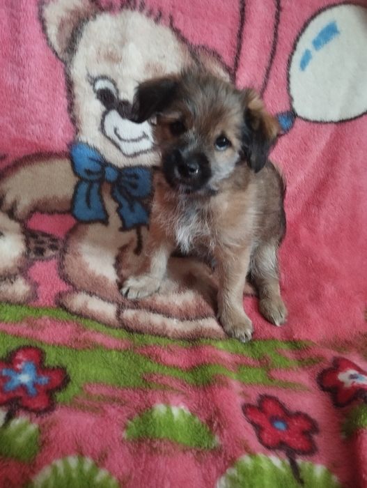 Щенки метисы йорка