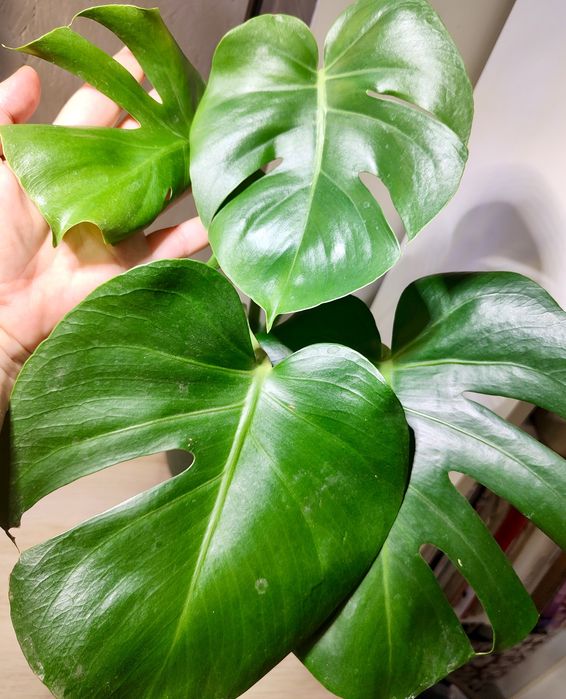Monstera deliciosa