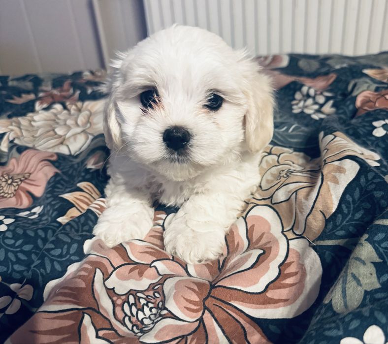 Suczka maltańczyk do odbioru  po 14 kwietnia