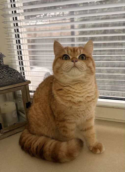 Британський котик