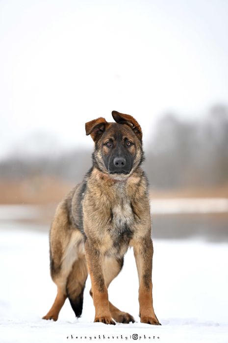 Хлопчик зонарного забарвлення робочого розведення