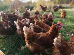 Kury NIOSKI z własnej hodowli ! Rossa Messa Leghorn Sendi i inne !!