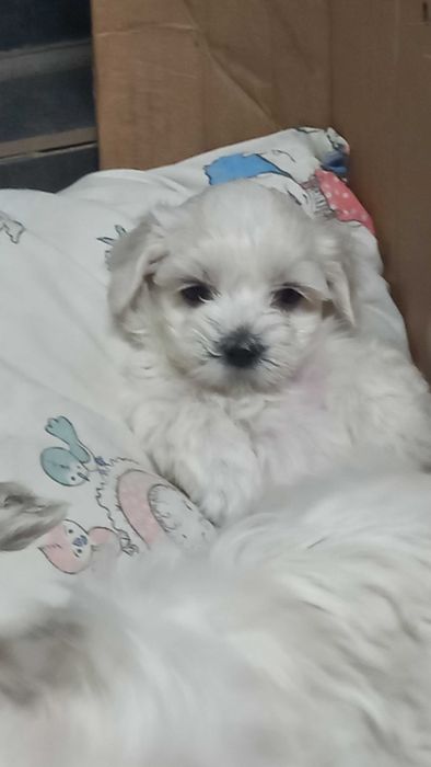 Maltańczyk piesek – wyjątkowy charakter