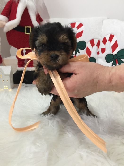 VIP Йорки — Маленькі моделі для обіймів